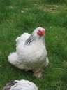 5774 @WildparkEekholt Huhn