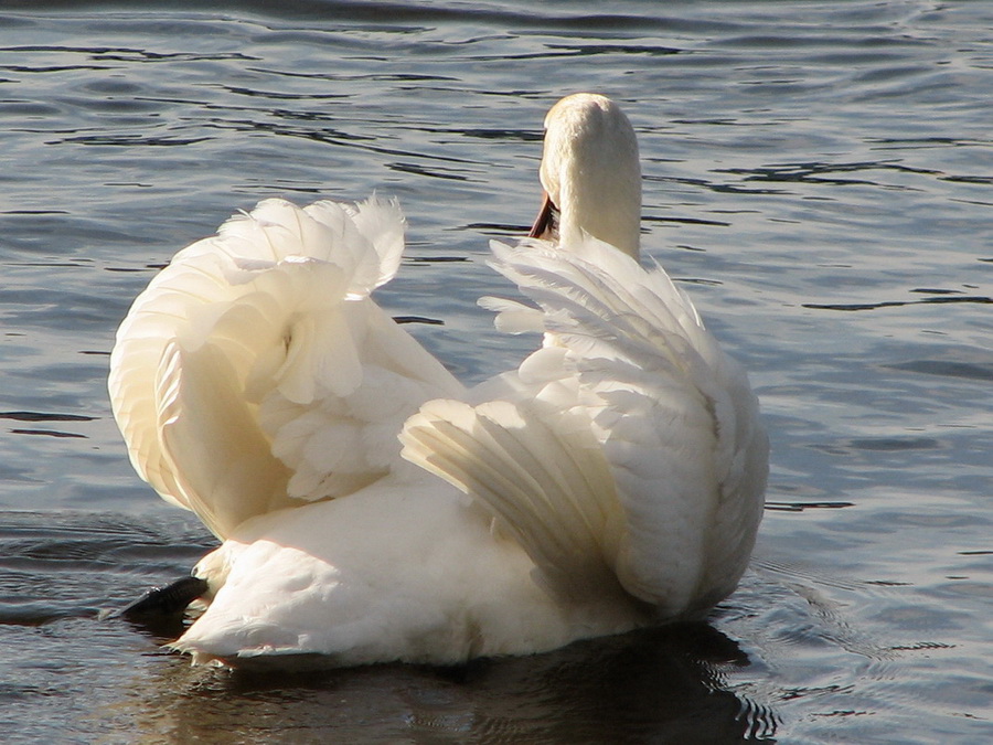 1_20070422_1750_cut@Hamburg_Alster_Schwan