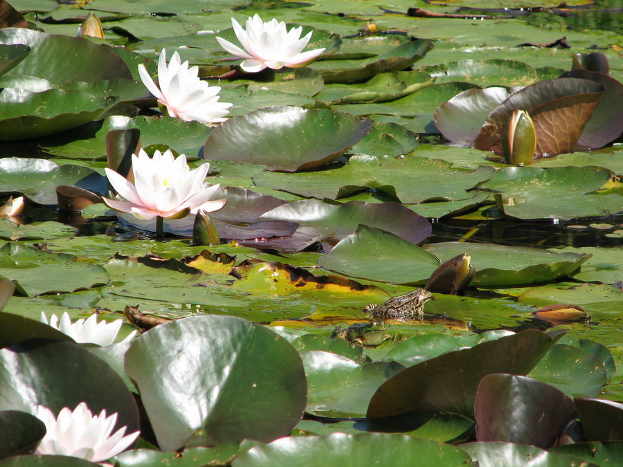 14040_@Botanischer_Garten_Kiel