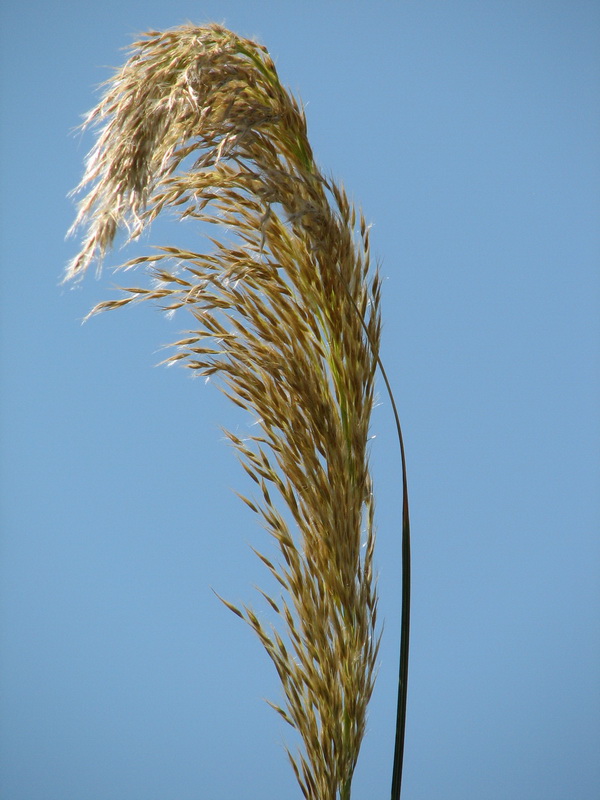 14053_@Botanischer_Garten_Kiel