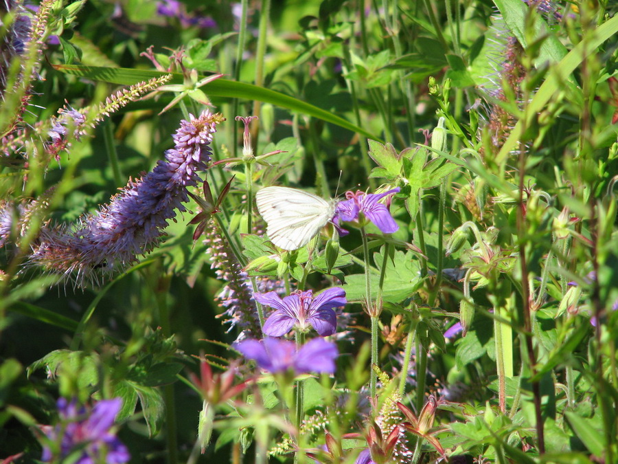 14067_@Botanischer_Garten_Kiel