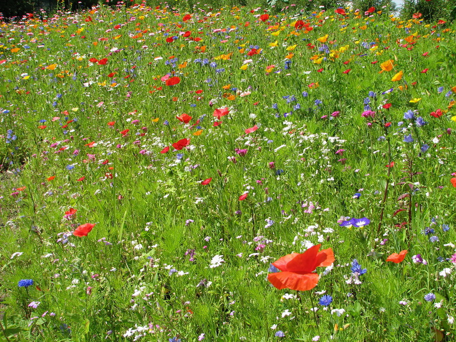 14077_@Botanischer_Garten_Kiel