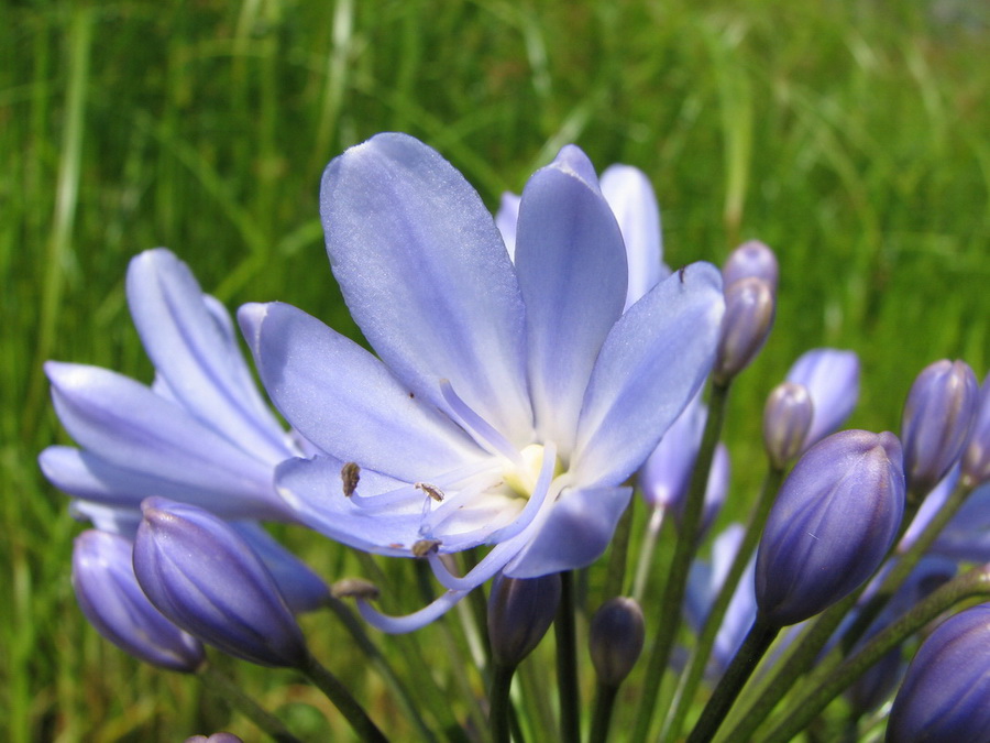 14102_@Botanischer_Garten_Kiel