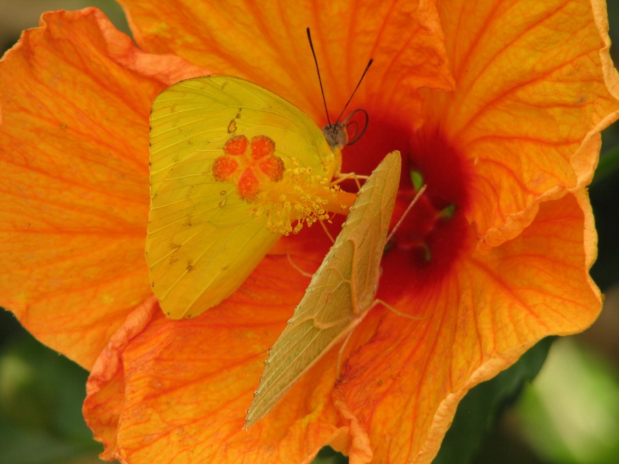 14188_@Botanischer_Garten_Kiel_Schmetterlinge