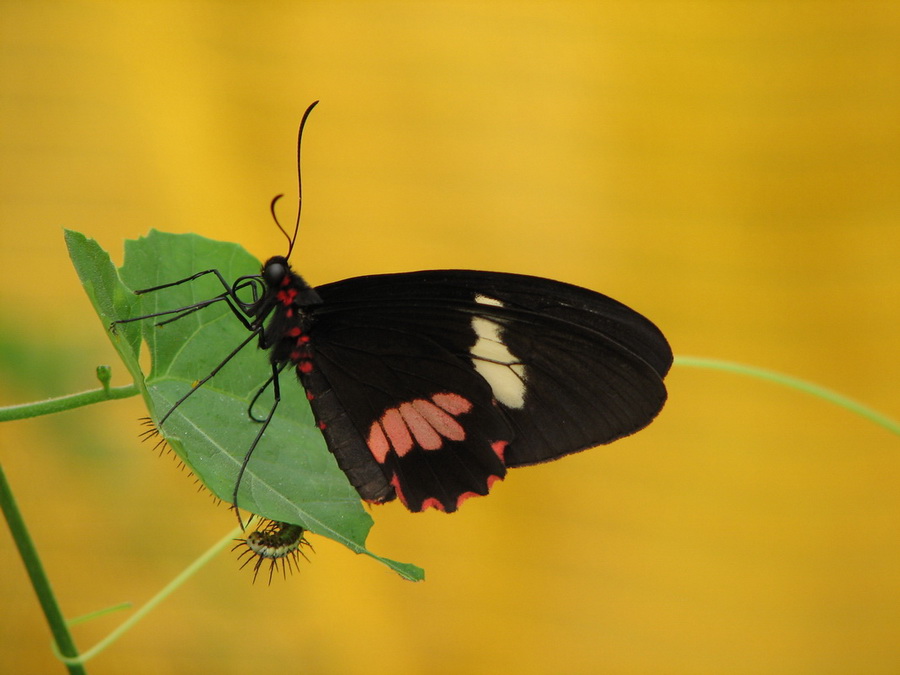 14235_@Botanischer_Garten_Kiel_Schmetterlinge