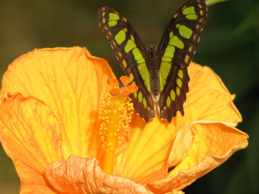 14248_@Botanischer_Garten_Kiel_Schmetterlinge