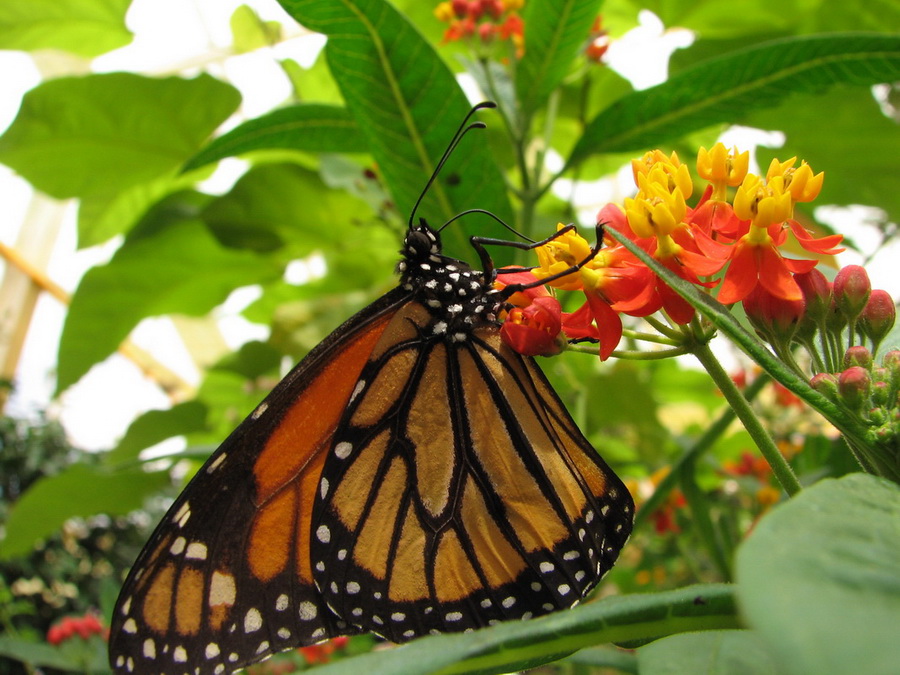 14268_@Botanischer_Garten_Kiel_Schmetterlinge