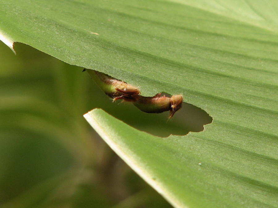 14283_@Botanischer_Garten_Kiel_Schmetterlinge_cut