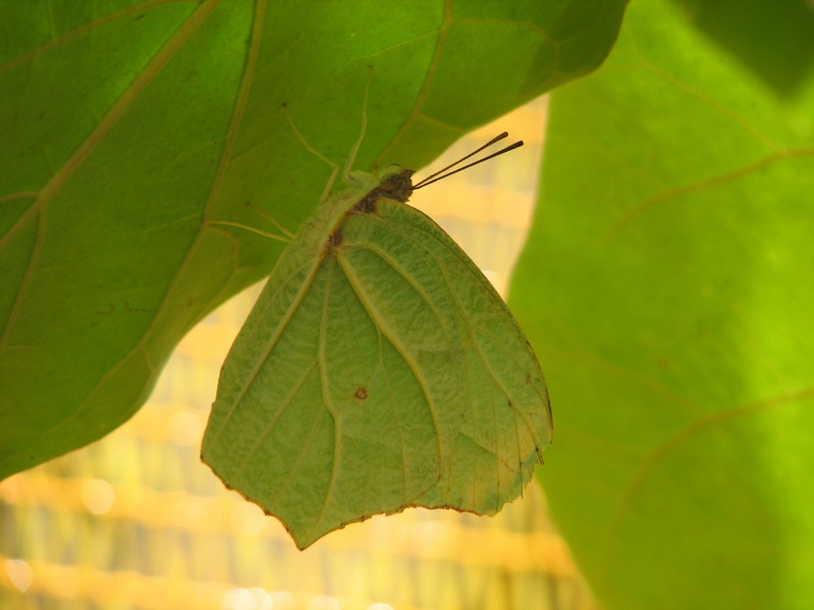 14336_@Botanischer_Garten_Kiel_Schmetterlinge