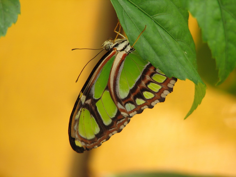 14338_@Botanischer_Garten_Kiel_Schmetterlinge