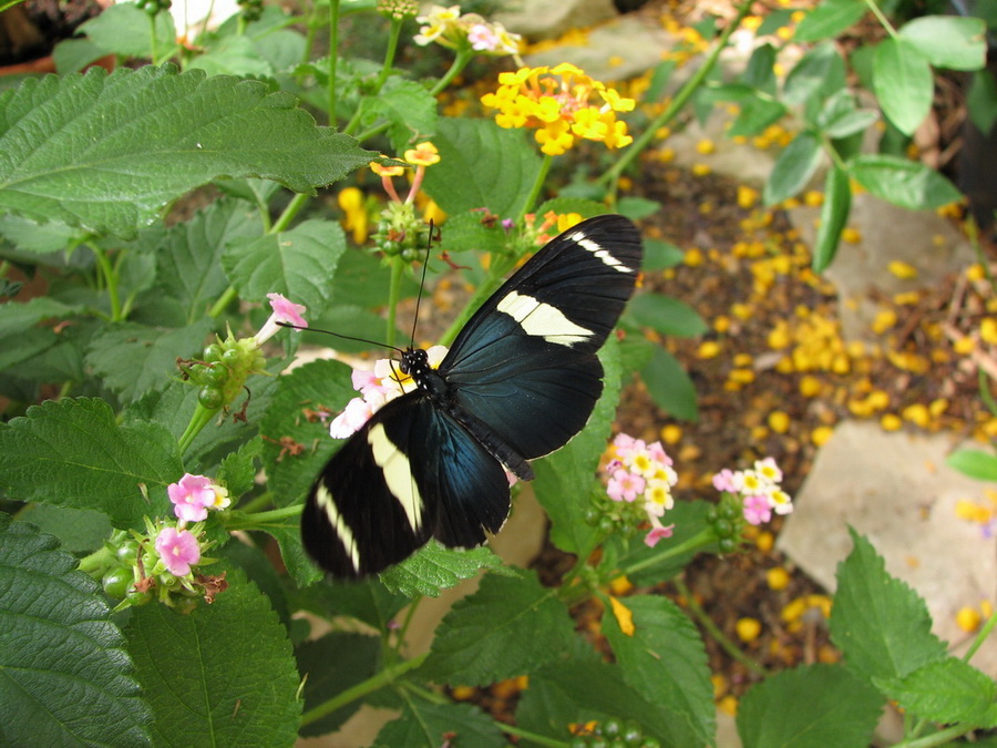 14426_@Botanischer_Garten_Kiel_Schmetterlinge