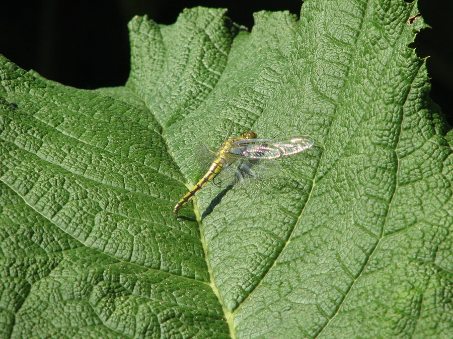 13184_@Botanischer_Garten_Klein_Flottbeck_10.06.07