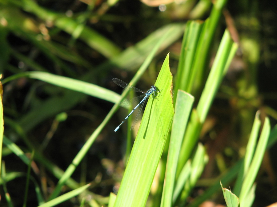 13190_@Botanischer_Garten_Klein_Flottbeck_10.06.07