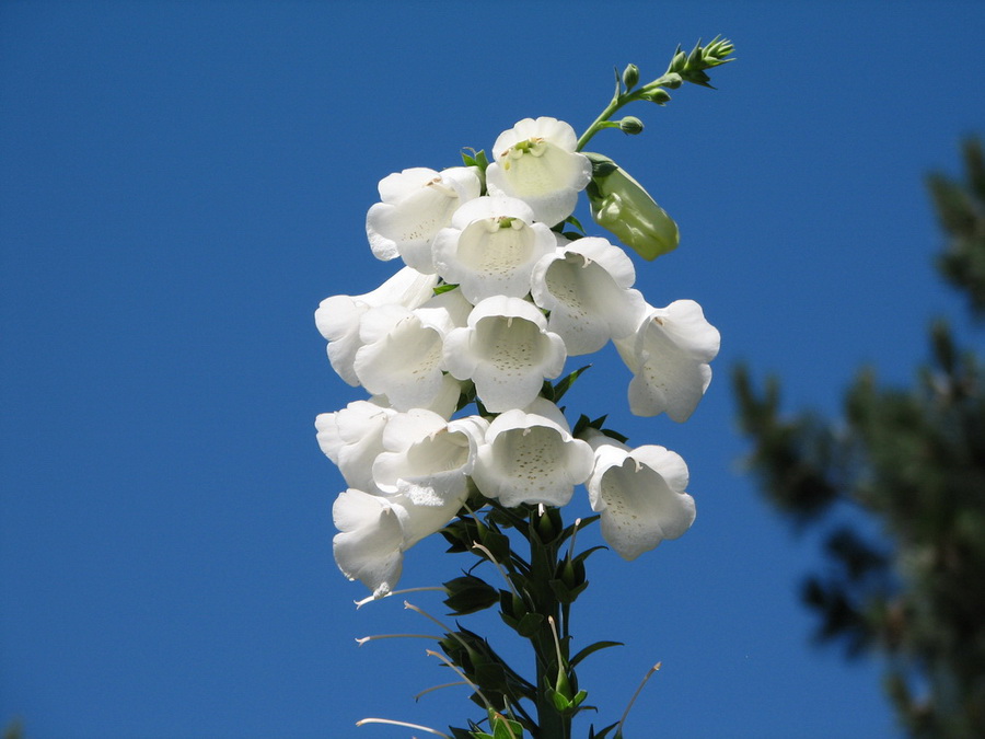 13377_@Botanischer_Garten_Klein_Flottbeck_10.06.07