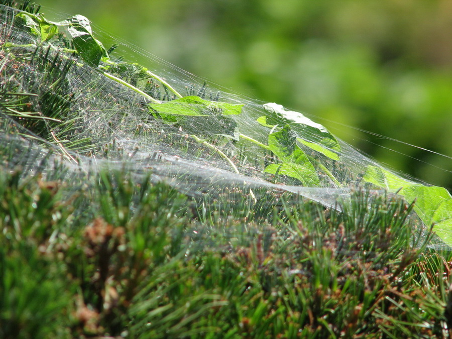 13412_@Botanischer_Garten_Klein_Flottbeck_10.06.07